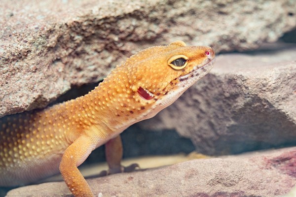 ▲▼ 守宮,蜥蜴,壁虎,爬蟲類。（圖／取自免費圖庫pixabay）https://pixabay.com/photos/gecko-leopard-gecko-reptile-macro-3195466/