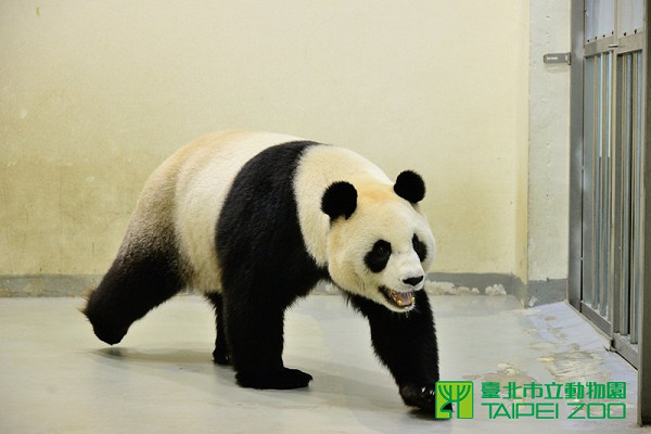 ▲▼圓圓,動物園,台北市立動物園。（圖／臺北市立動物園提供）