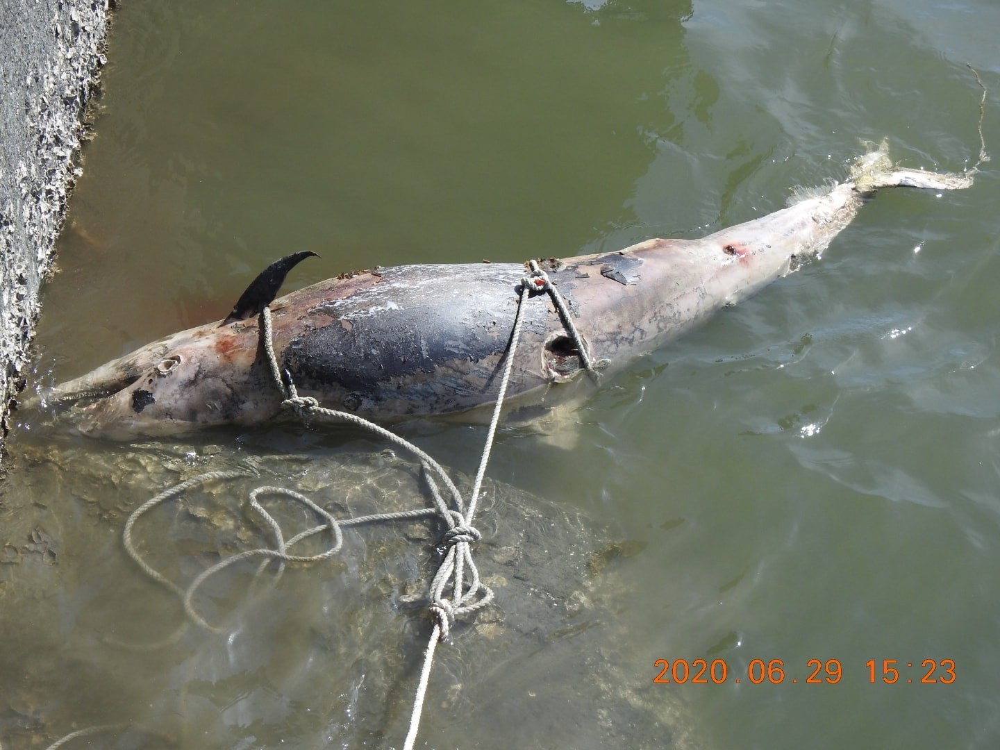 ▲▼彰濱外海出現死亡海豚，確認不是白海豚！。（圖／彰化縣環境保護聯盟提供）