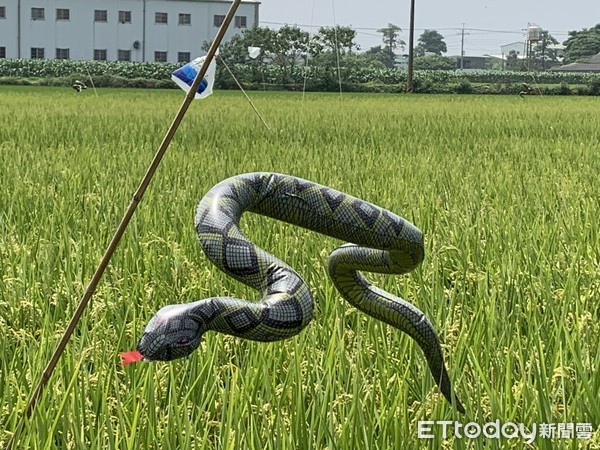 ▲雲林農民以垂吊鐵盤與玻璃瓶的方式讓其碰撞發生敲擊聲響，以達到驅鳥效果。（圖／記者蔡佩旻攝）