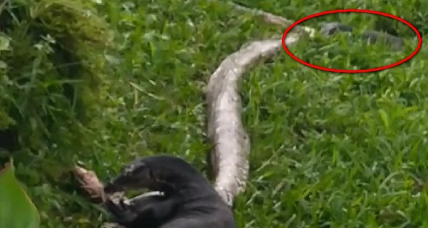 草地上發現2公尺長巨蟒　走近一看發現...慘被2巨蜥頭尾分食！（圖／翻攝自Facebook／Swen Einhaus）