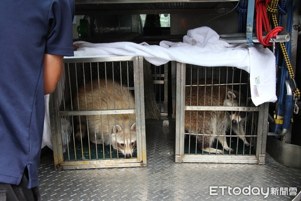 ▲動保處沒入網紅咖啡店三隻浣熊　後續可能由動物園接手飼養。（圖／記者黃士原攝）