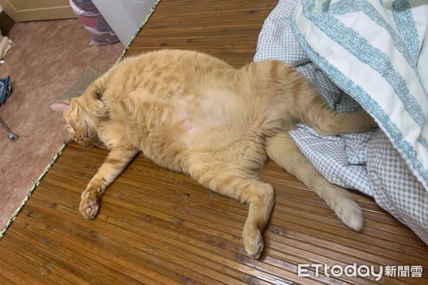 ▲▼以為貓身上硬塊是腫瘤，結果只是脂肪。（圖／網友林怡君授權提供）