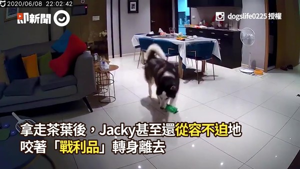 ▲▼二哈Jacky。（圖／即新聞／IG@dogslife0225）