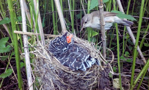 ▲▼大杜鵑會將卵產在其他鳥類的巢中，讓受害鳥代為哺育。（圖／達志示意圖）