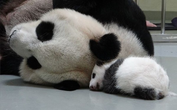 ▲▼  圓圓二寶。（圖／翻攝自台北市立動物園）