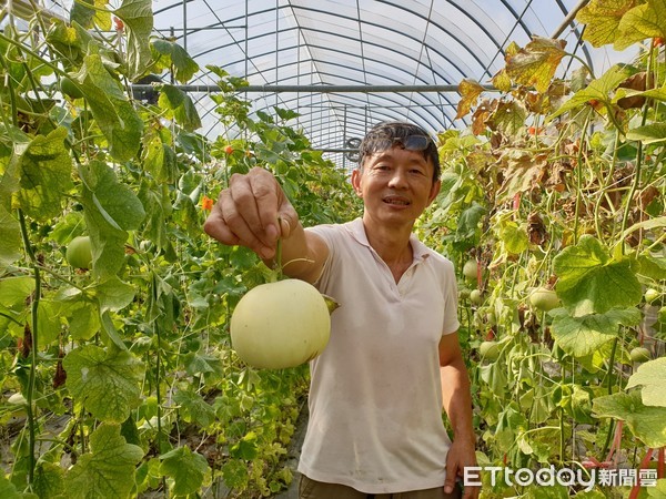 ▲屏東縣內埔鄉瓜農邱孟賢種植有機香瓜            。（圖／記者陳崑福翻攝）