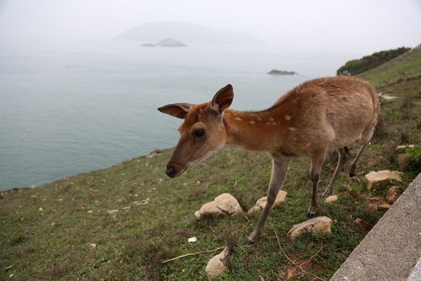 遠見 到碉堡書店賞海景與梅花鹿面對面 Ettoday生活新聞 Ettoday新聞雲