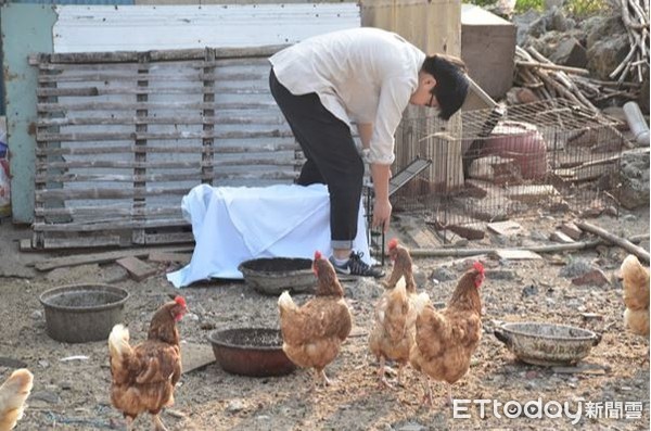 ▲▼浪貓生不停 擠雞舍蝸居 絕育改善生存品質。（圖／台灣之心愛護動物協會提供）