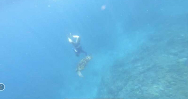男子浮潛時伸手觸摸海龜，被依《野生動物保育法》送辦，最重可處50萬元以下罰鍰。（圖／翻攝畫面）