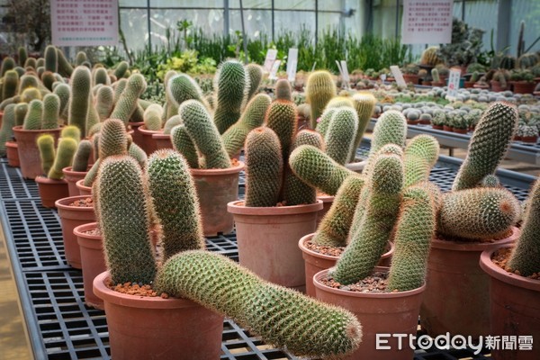 ▲福祥仙人掌與多肉植物園。（圖／記者彭懷玉攝）