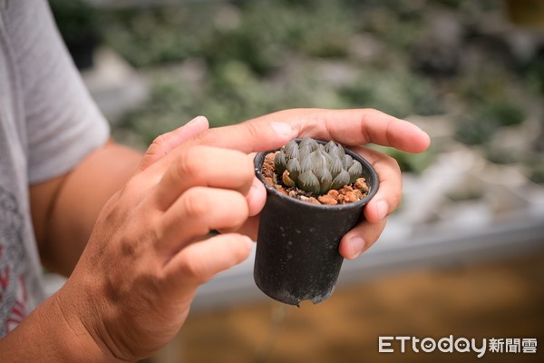 ▲福祥仙人掌與多肉植物園。（圖／記者彭懷玉攝）