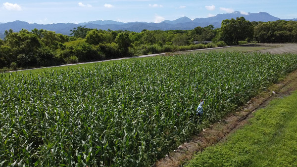 ▲清脆香甜的輕盈美食！　解鎖「水果玉米筍」的新鮮產地。（圖／記者謝婷婷攝）