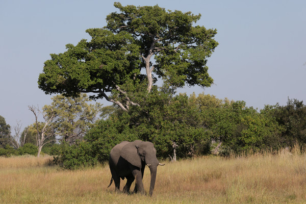▲波札那（Botswana）歐卡萬哥三角洲（Okavango Delta）一頭年輕公象。（圖／路透）