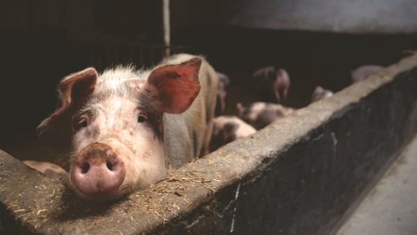▲新冠肺炎衝擊歐美肉品電宰業者，肉品出口量較往年減少，帶動國際豬價回升。（圖／取自免費圖庫Pexels）