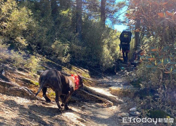 ▲比特犬與阿鴻。（圖／山友提供，請勿隨意翻拍，以免侵權。）