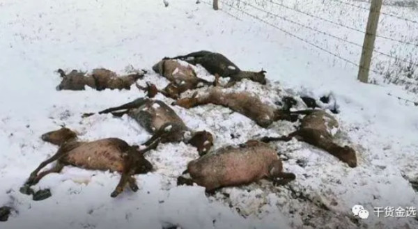 ▲共有90%的羊隻因為沒有羊毛禦寒而凍死。（圖／翻攝自微博／乾貨金選）