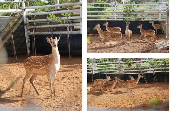 ▲▼嵐翎白砂渡假莊園。（圖／Nana愛旅行札記提供）