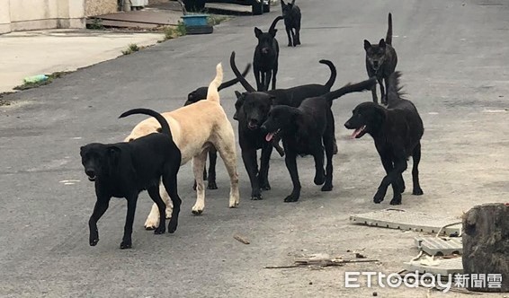 ▲彰化和美流浪犬群居。（圖／ETtoday資料照）