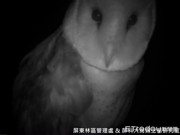 ▲台灣列入一級保育鳥類「怪鳥」草鴞出現在棲息架            。（圖／記者陳崑福翻攝）