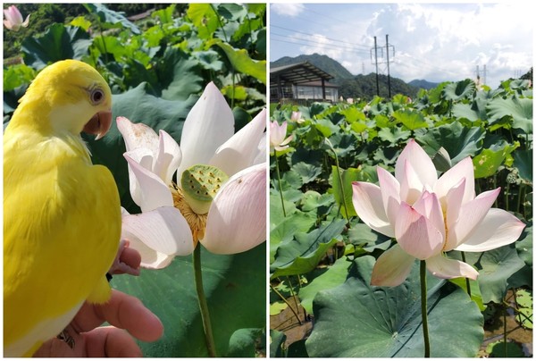 ▲雙溪區荷花季。（圖／sandyworkshop提供，請勿隨意翻拍，以免侵權）