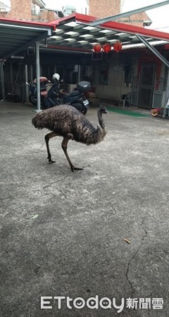 超神看門鳥。（圖／網友楪 いのり提供）