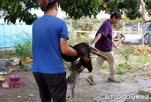 ▲▼彰化浪犬遭捕獸夾夾斷腿。（圖／台灣動物緊急救援小組提供）