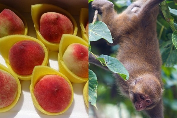 ▲台灣獼猴偷吃水蜜桃，讓尖石農民相當困擾。（圖／翻攝臉書《新竹尖石鄉旅遊粉絲頁、記者王兆麟翻攝）