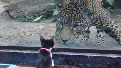 小貓大貓相見歡！ 收容所「校外教學」逛動物園　牠們還在等一個家