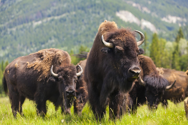 ▲▼野牛,美洲野牛,Bison。（圖／達志影像／示意圖）