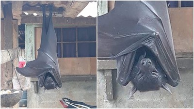 雨棚掛著「等人高蝙蝠」嚇壞屋主　1.7公尺睡得好香...細看竟是真貨