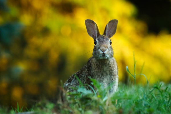▲▼大自然,兔子,生態。（圖／翻攝自Pixabay）