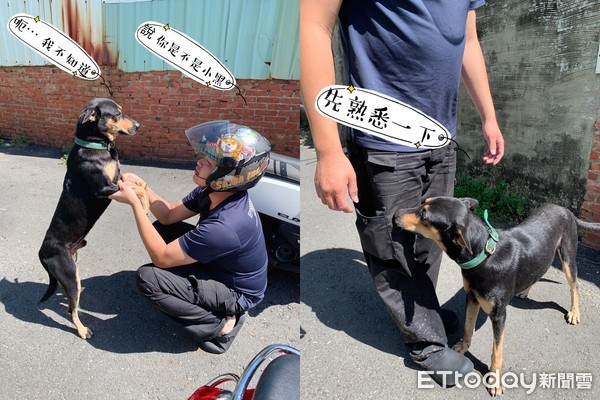 ▲遭棄養仍相信人！浪犬裝熟「硬上車找家」　結局惹鼻酸 。（圖／愛媽莊滿水提供）