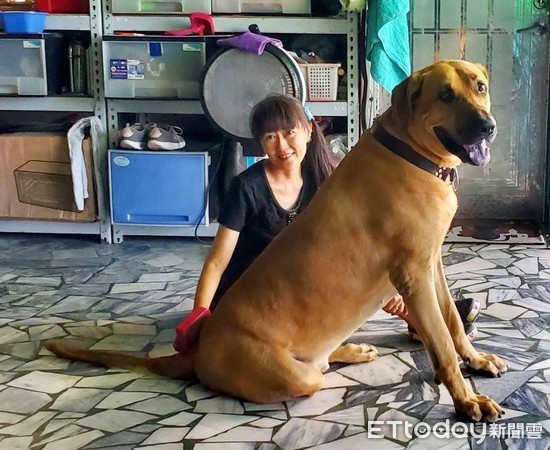 ▲▼民宿規定「20kg就算大型犬」，她家兩隻140。（圖／有點毛毛的／粉專「巨嬰可可與牛頭妞兒」提供）