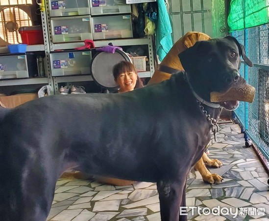 ▲▼民宿規定「20kg就算大型犬」，她家兩隻140。（圖／有點毛毛的／粉專「巨嬰可可與牛頭妞兒」提供）