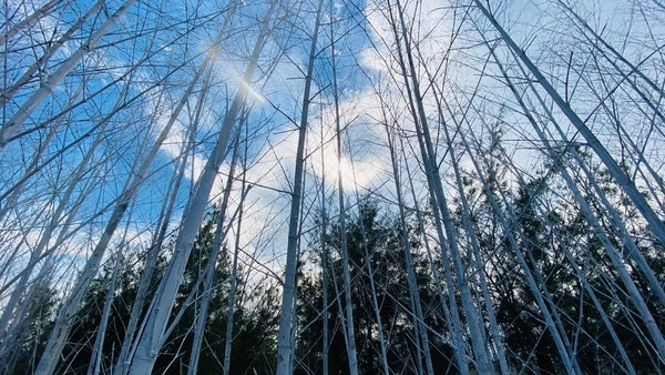 ▲▼網美新景點  壯圍沙丘《迷霧森林》超吸睛！。（圖／東北角管理處提供，下同）