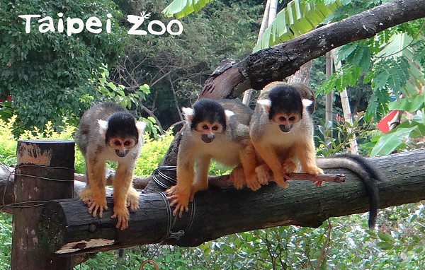 ▲▼動物園再添新成員！　黑冠松鼠猴抱緊媽媽害羞探頭打招呼。（圖／台北市立動物園提供）