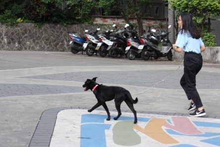 ▲▼復興高中校犬「復校長」。（圖／新北市動保處提供）