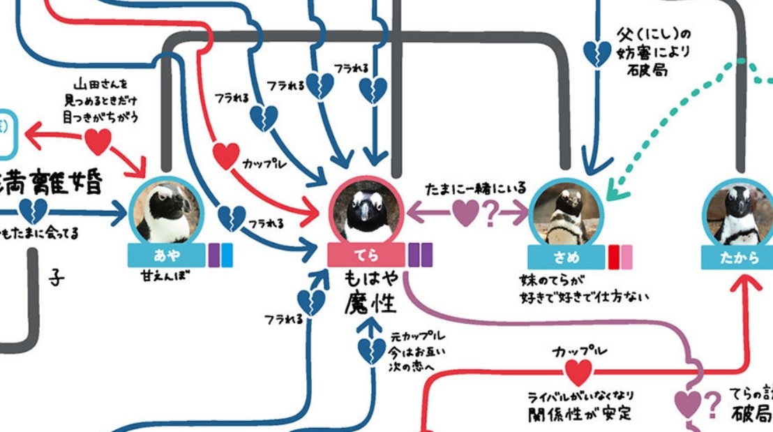 ▲▼日本水族館統整出「企鵝間的關係圖」，細看發現精采程度堪稱八點檔。（圖／翻攝自Kyoto Aquarium官網 ）