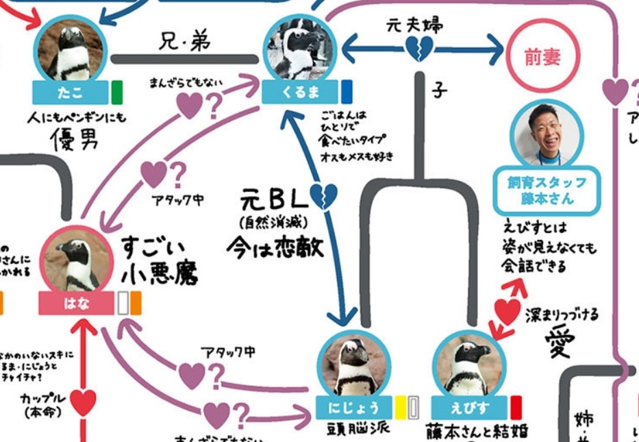 ▲▼日本水族館統整出「企鵝間的關係圖」，細看發現精采程度堪稱八點檔。（圖／翻攝自Kyoto Aquarium官網 ）