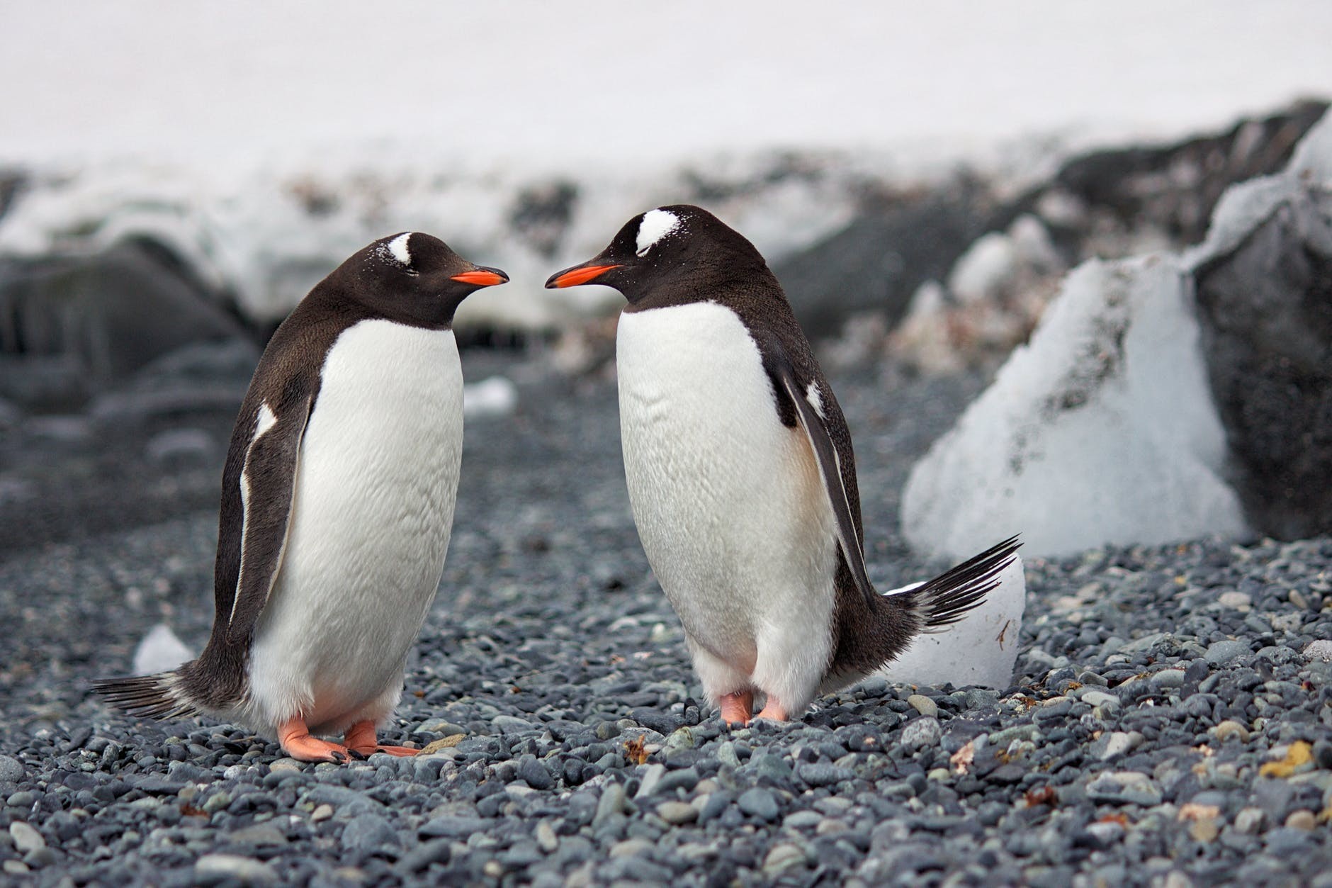 ▲▼日本水族館統整出「企鵝間的關係圖」，細看發現精采程度堪稱八點檔。（圖／取自免費圖庫Pexels）