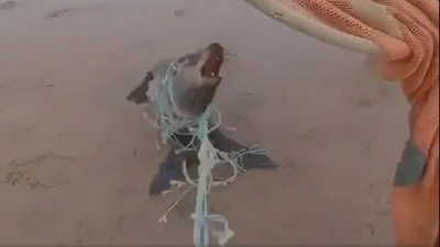 海獅披藍圍巾狂奔！細看竟是「破漁網勒脖」　好心志工剪網還牠自由
