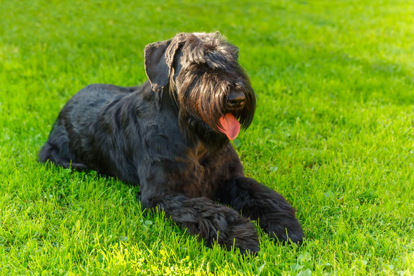 ▲▼雪納瑞,giant schnauzer,狗,寵物。（圖／達志影像／示意圖）