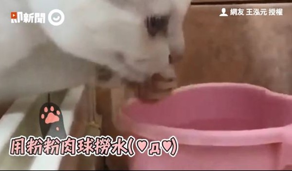 ▲▼仙氣白貓喝水。（圖／即新聞／網友王泓元授權提供）