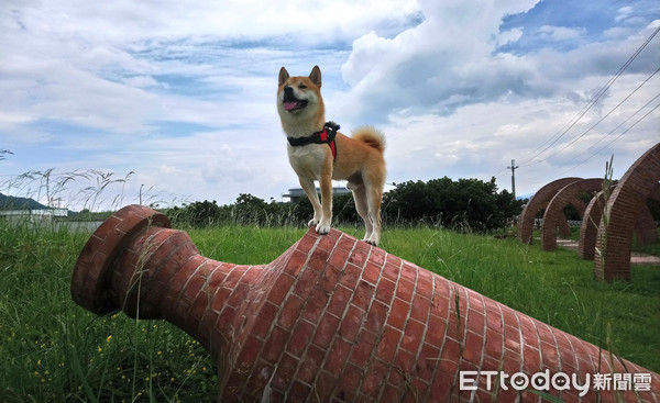 ▲▼柴犬掉進「無限深淵」緊抓邊緣皺眉！　拍攝者不救笑翻7千人。（圖／柴犬Q醬粉專授權提供）