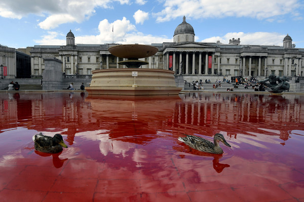 ▲▼「動物反叛」（Animal Rebellion）團體染紅倫敦特拉法加廣場（Trafalgar Square）噴水池。（圖／路透）