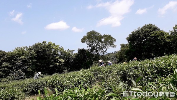 ▲ 天然獨特蜜香「東方美人茶」 三芝茶農粟益民勇奪新北冠軍。（圖／新北市農業局提供）