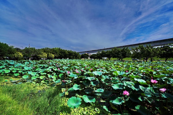 ▲新北市二重疏洪道內的荷花公園。（圖／高管處提供）