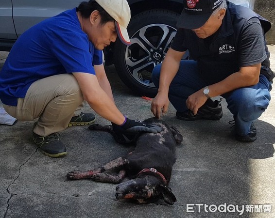 ▲▼台南浪犬全身80%潰爛臉不見。（圖／台灣動物緊急救援小組提供）