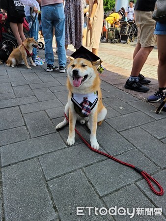 ▲▼柴犬秘魯。（圖／粉專「柴犬小公主妹妹之我有個超級愛我的把拔」授權提供）